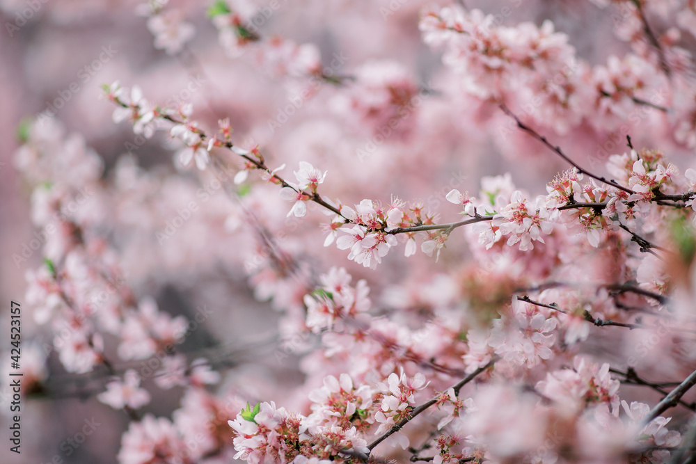 Cherry Blossom with Soft focus, Sakura season and early spring