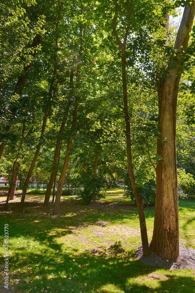 Obraz premium trees in the park