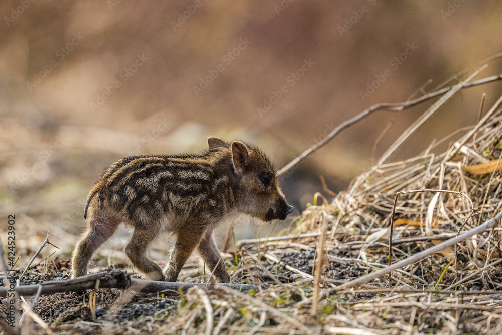 Young Wild Boar (Sus scrofa), The Carpathians, Poland Young Wild Boar (Sus scrofa), The Carpathians, Poland