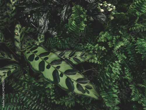Fond texture végétal - composition de plantes tropicales avec des grandes feuilles vertes - vue du dessus - ambiance de couleurs mates © Romain TALON