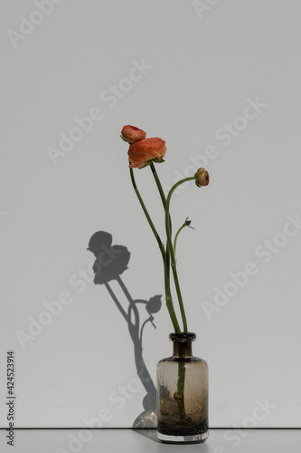 Ranunculus flowers in a glass vase on a light background. Flower concept.