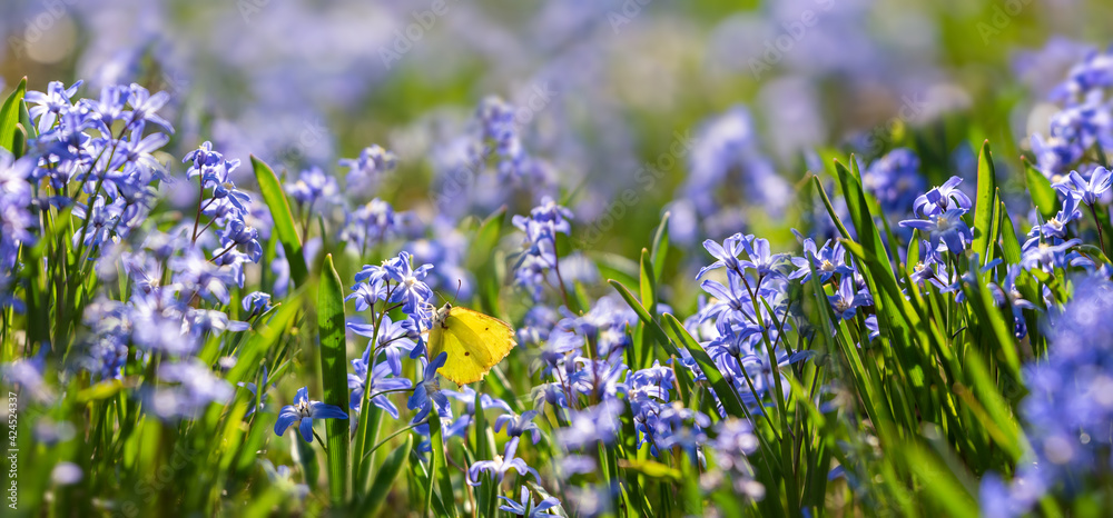 Snowdrops Chionodoxa and butterfly in sunbeams Snowdrops Chionodoxa and butterfly in sunbeams