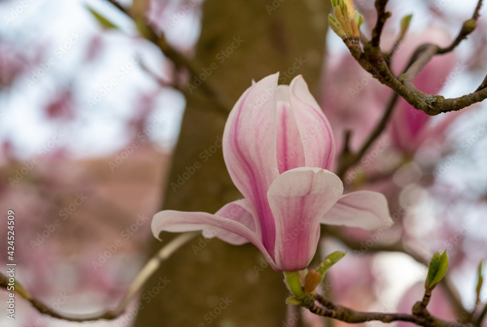 Close up of magnolia flowers with white and pink petals. Photographed with a macro lens. Magnolia trees flower for about three days a year in springtime. Close up of magnolia flowers with white and pink petals. Photographed with a macro lens. Magnolia trees flower for about three days a year in springtime.