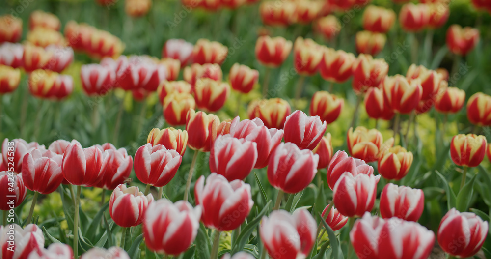 Red and yellow tulip flower garden Red and yellow tulip flower garden