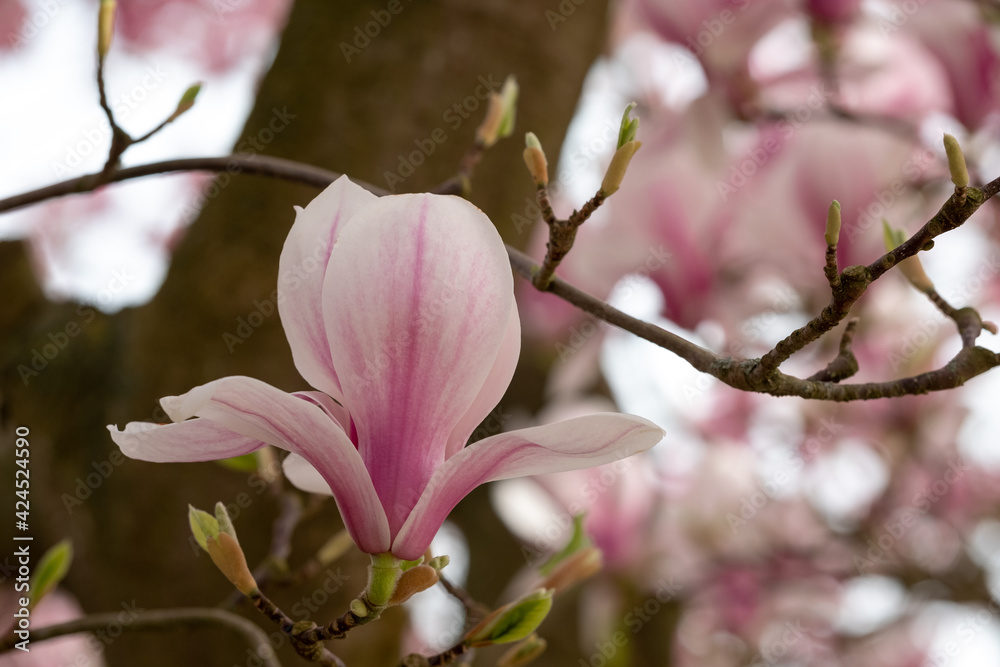 Close up of magnolia flowers with white and pink petals. Photographed with a macro lens. Magnolia trees flower for about three days a year in springtime.
