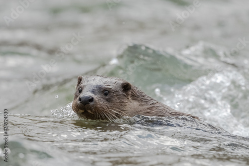 Eurasian Otter (Lutra lutra) swiming into the water. The Carpathian Mountains. Poland