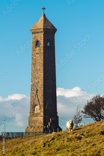 Tyndale monument in Gloucestershire, England. Autumn mood, orange brick and grass. On the hill fat sheep is standing and looks to the camera. The sheep stands between tower and burgundy tree.