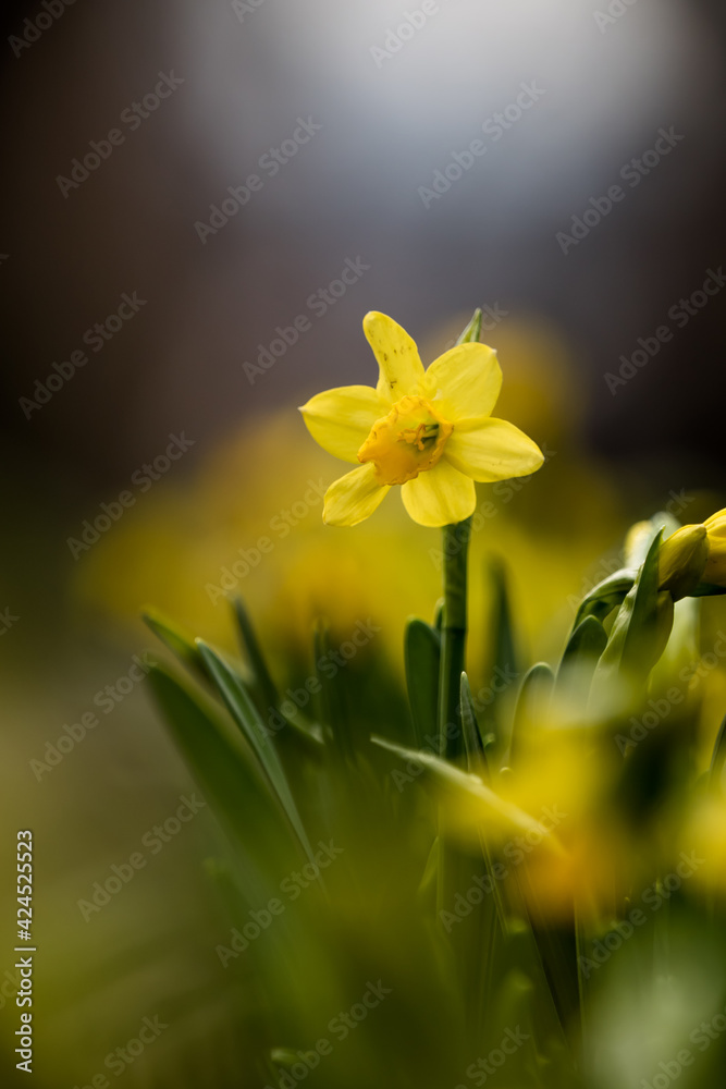 Fototapeta premium A closeup of daffodils in spring 2021 with lovely bokeh