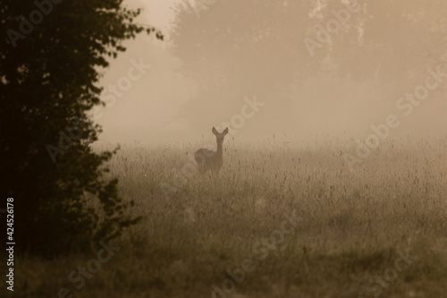 Duch przyrody sarna europejska (Capreolus capreolus) we mgle, sarna o poranku o świcie na łące