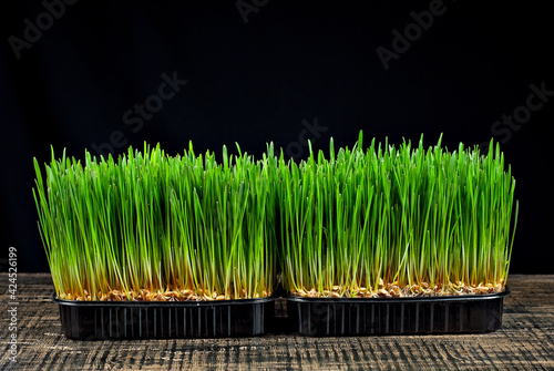 Wheat microgreen on a black background. Texture of green stems close up.