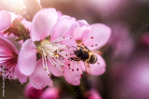 bee on spring blossom flower isolated. close up macro of bee insect. 