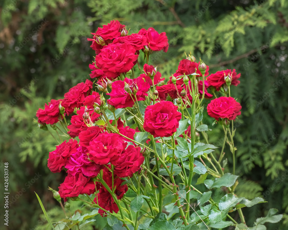 Bush of purple rose. A popular cultivated ornamental plant Bush of purple rose. A popular cultivated ornamental plant
