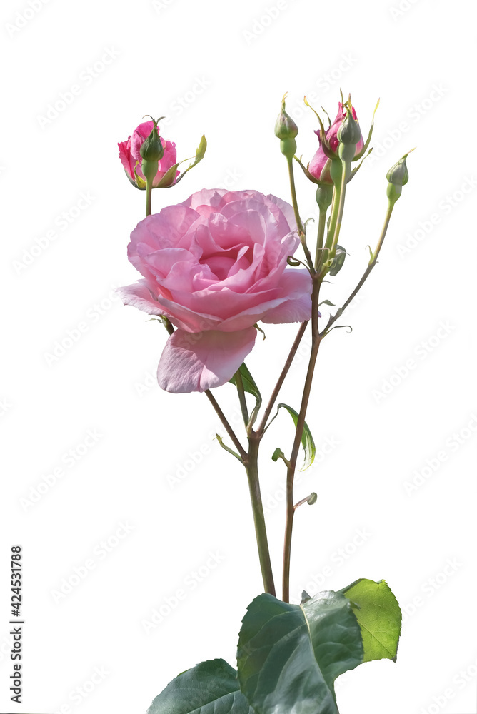 Garden pink rose. A popular cultivated ornamental plant. Isolated Garden pink rose. A popular cultivated ornamental plant. Isolated