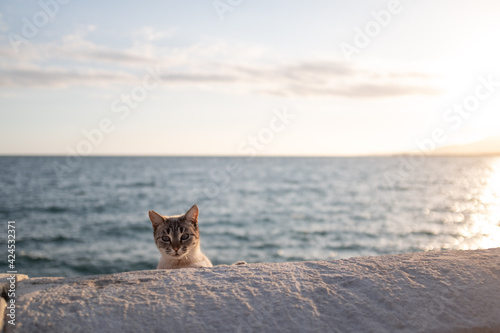 Curious cat on sunset with the ocean behind