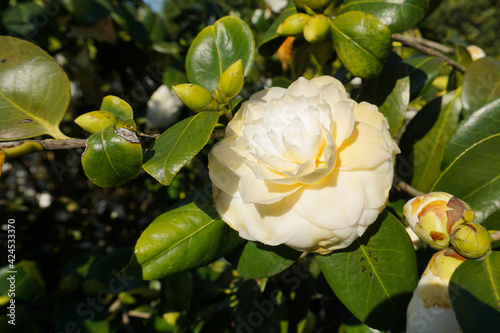 VARIETY OF FLOWERS, PLANTS AND TREES IN THE BOTANICAL GARDEN OF BARAKALDO
