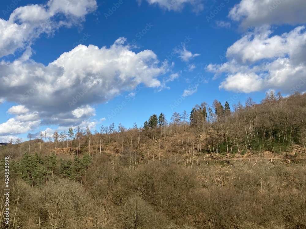 Teilweise abgestorbener Wald an einem Hang