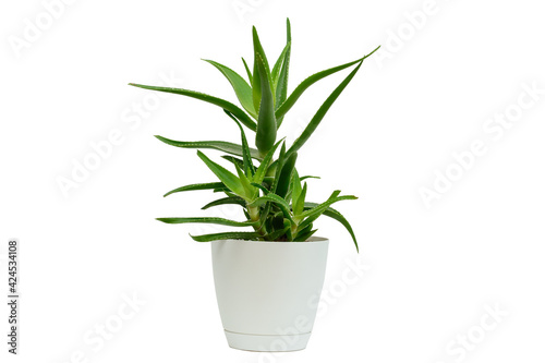 Aloe Vera in flower pot. White isolated background