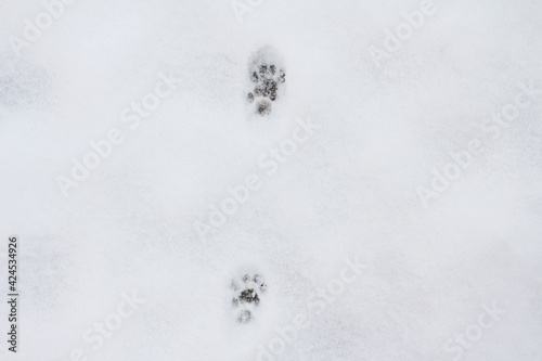 Cat footprints on white snow, top view.