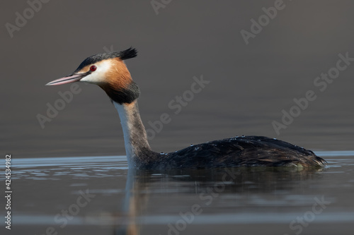 Close up portrait of a Great crested grebe (Podiceps cristatus) swimming on a blue lake in a morning spring