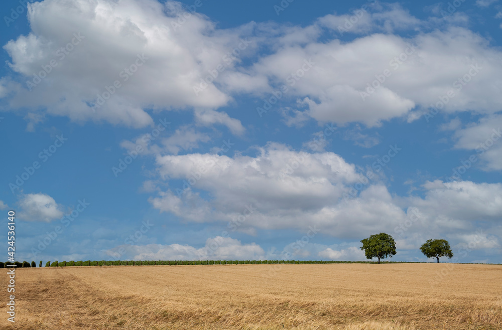 Walnussbäume (juglans regia) und Wolkenhimmel Walnussbäume (juglans regia) und Wolkenhimmel
