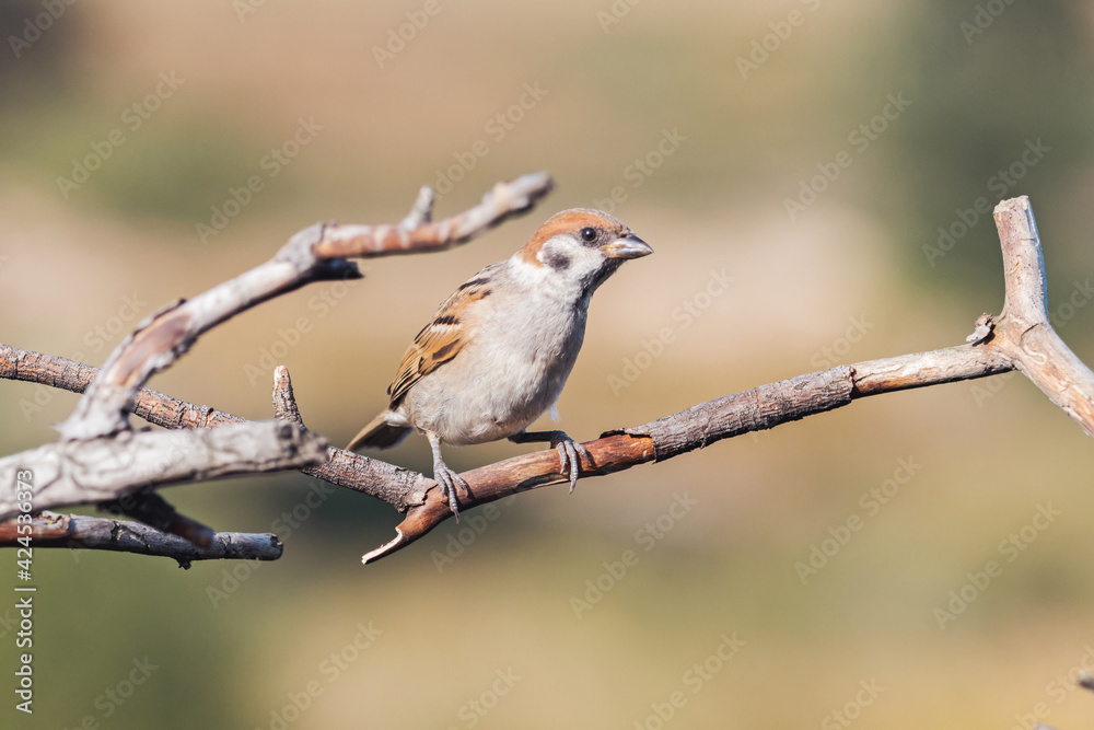 Fototapeta premium sparrow sits among dry branches