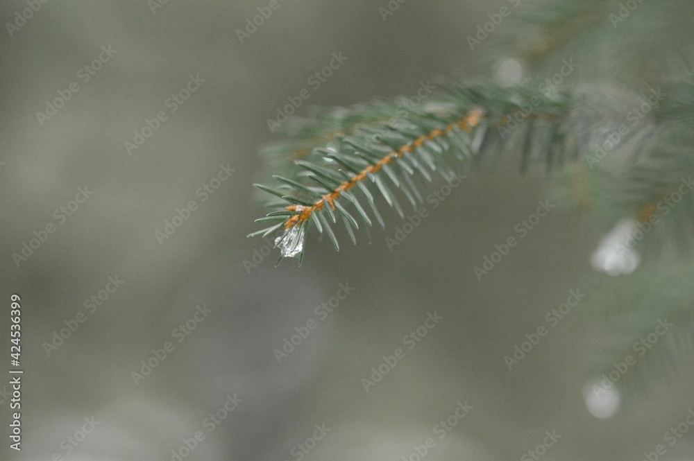 Naklejka premium Closeup macro of ice on pine tree