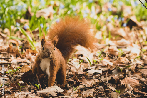 Eichhörnchen auf Futtersuche im Frühling