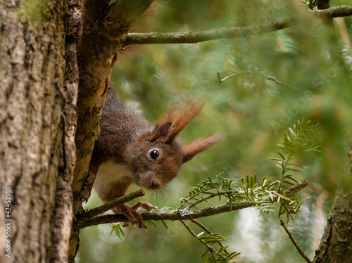 As squirrel sit on a tree and looking around the corner at spring