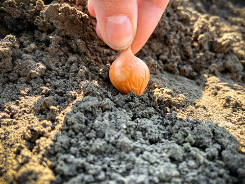 Spring vegetable garden. Farmer's hand plants a young onion