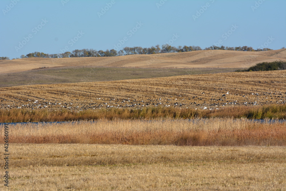 Rolling hills in a dry fall field with barren trees and blue sky