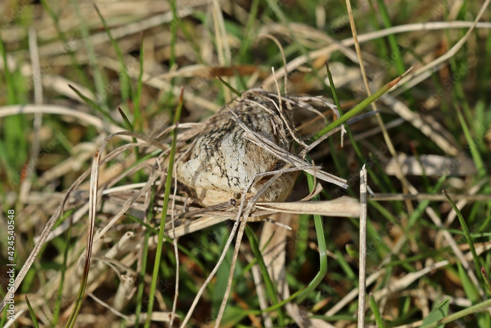 Kokon der Wespenspinne (Argiope bruennichi).im Frühling nach der Überwinterung Kokon der Wespenspinne (Argiope bruennichi).im Frühling nach der Überwinterung