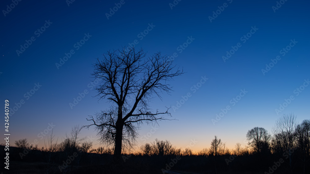 Fototapeta premium dark silhouette of a huge single tree against the sky during sunset in the wilderness.