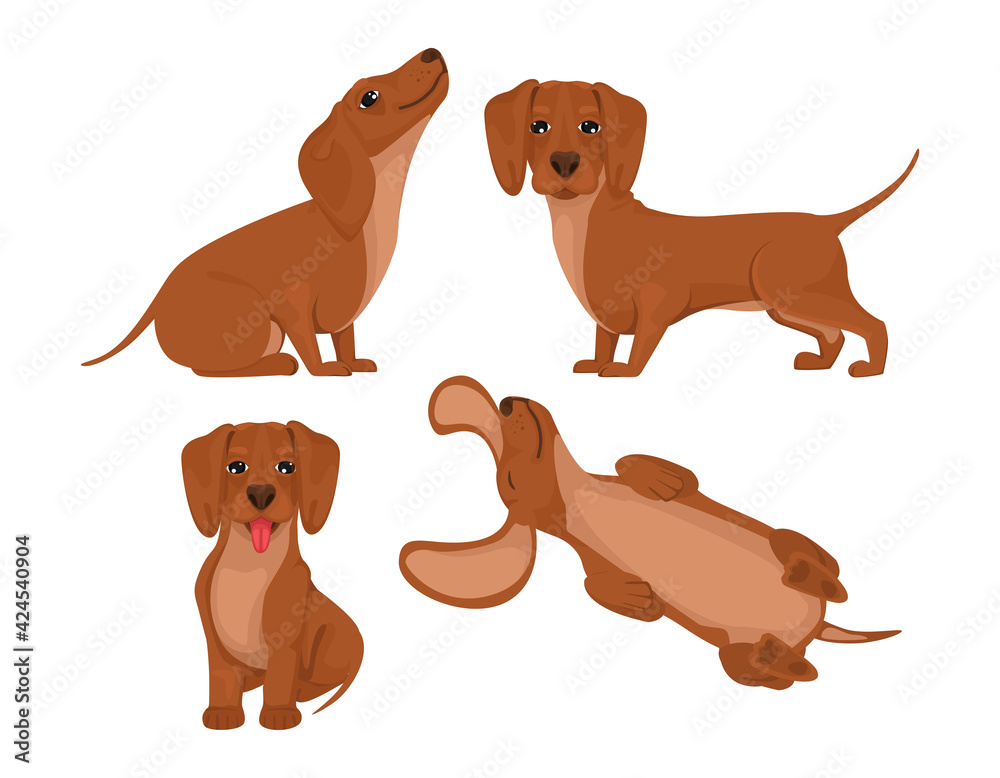 Set dachshund dog, cheerful friend, pet, lie down, run and have fun. Vector in cartoon