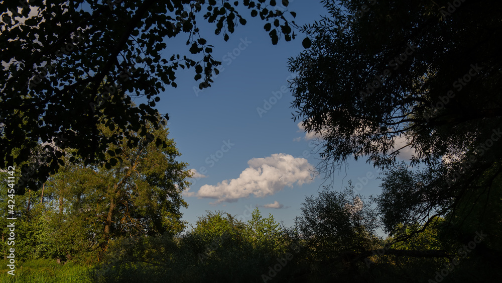 cloud among the dark branches of the tree tops. cloud among the dark branches of the tree tops.