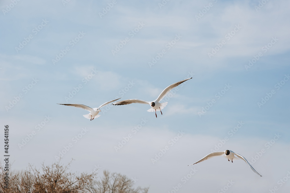 Beautiful large white seagulls fly, soar in the blue sky against the background of clouds and trees in spring, summer. Beautiful large white seagulls fly, soar in the blue sky against the background of clouds and trees in spring, summer.