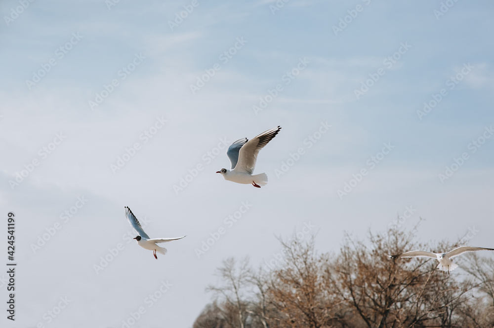 Many beautiful ivory gulls fly, soar in the sky against the background of clouds and trees. Many beautiful ivory gulls fly, soar in the sky against the background of clouds and trees.