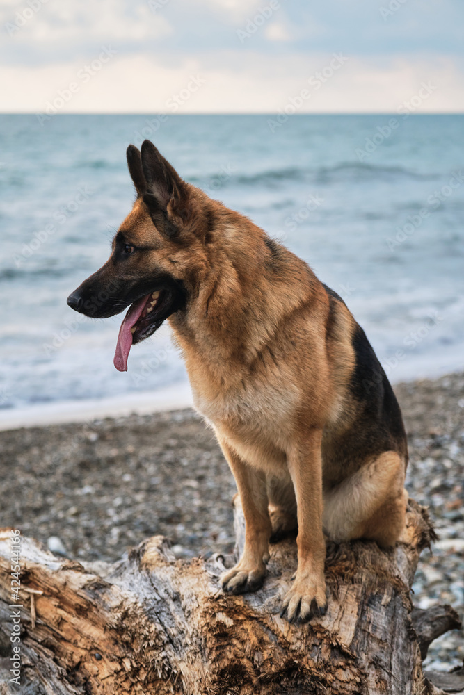 Beautiful dog sitting and posing, walking outdoors in nature. German shepherd of black and red color of breeding show sits on log against background of blue sea and cloudy overcast sky.