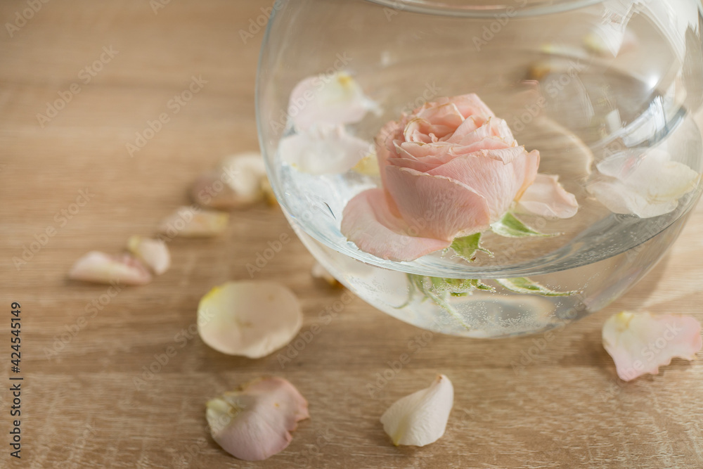 Rose in glass of water Rose in glass of water