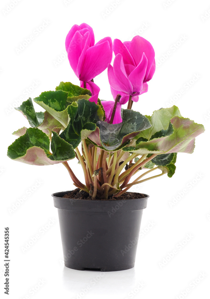 Pink violet with leaves in a pot.