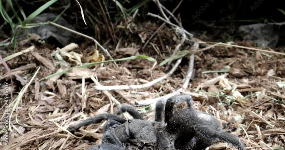 Tilt down hairy tarantula in the forest on the ground Tilt down hairy tarantula in the forest on the ground