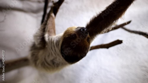 Two toed sloth climbing along branch slow motion photo