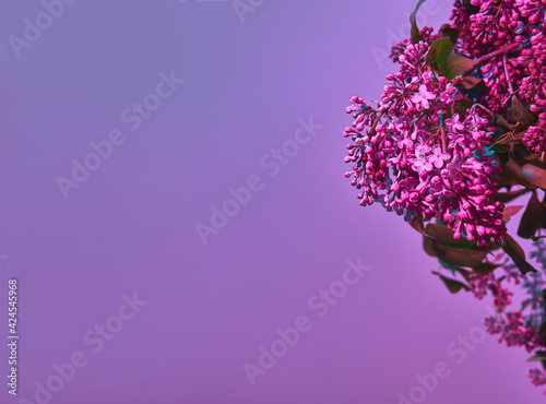 Isolated branch of lilac close up on bright violet and pink background
