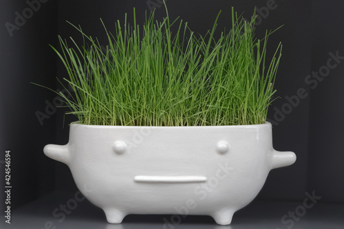 The flower pot.