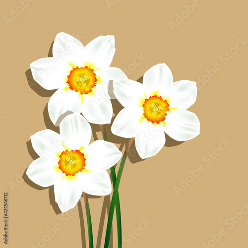 Springtime growing daffodils on beige background. Blooming flowers for mothers day. Botanical floral vector illustration. photo