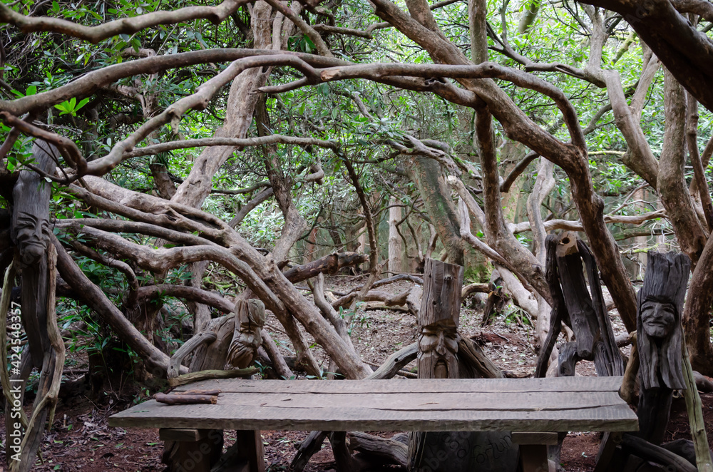 Fortune faces in the woods. Branches of trees art in the forest. Fortune faces in the woods. Branches of trees art in the forest.