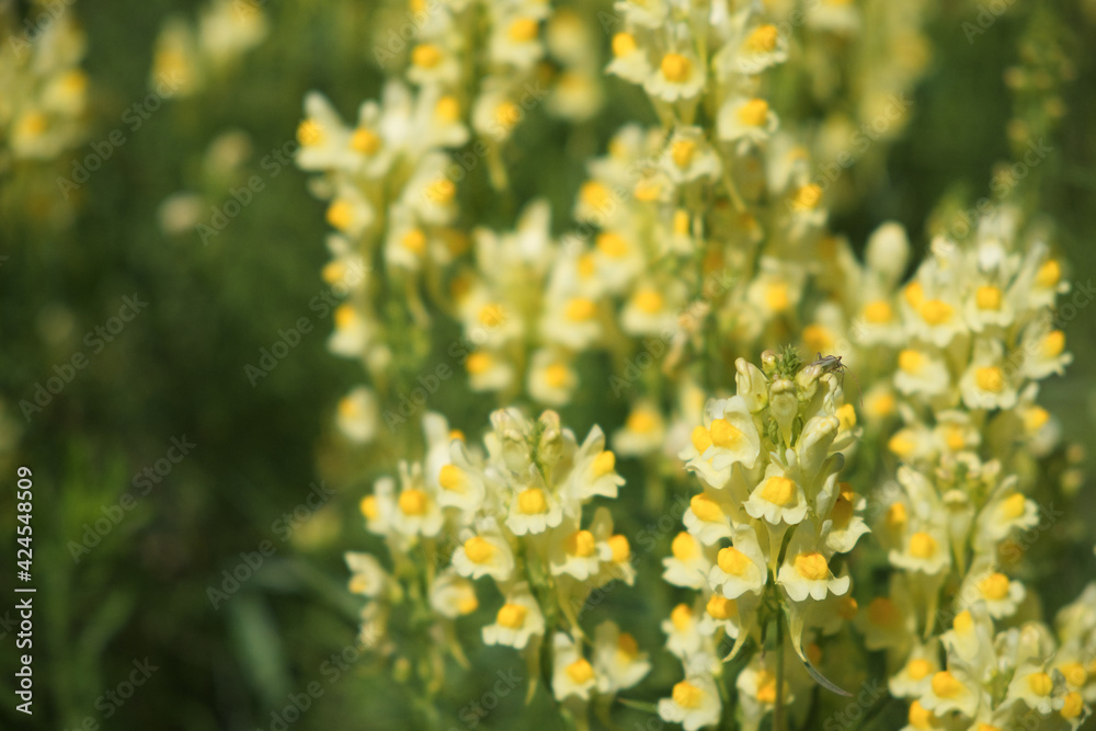 Flaxseed or wild snapdragon (Linaria vulgaris) is a medicinal herb. Wildflowers inflorescence.