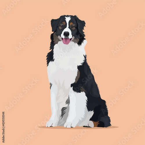 Tricolor Aussie