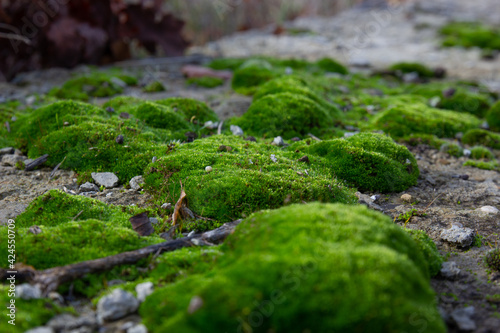 bright green moss covering rocks in the wild