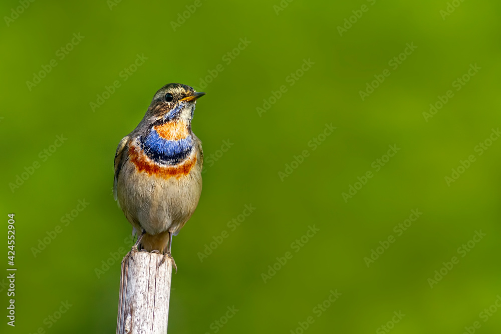 Bluethroat.
The bluethroat is a small passerine bird that was formerly classed as a member of the thrush family Turdidae, but is now more generally considered to be an Old World flycatcher. Bluethroat.
The bluethroat is a small passerine bird that was formerly classed as a member of the thrush family Turdidae, but is now more generally considered to be an Old World flycatcher.