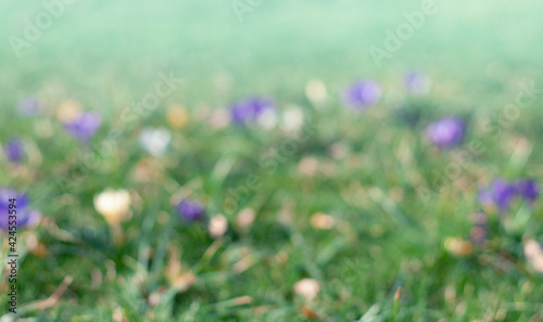 defocused nature spring background of green grass and wildflowers